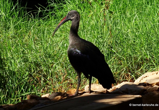 23-11-19-oasis park-233