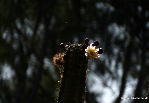 23-11-19-oasis park-kaktusbluete-