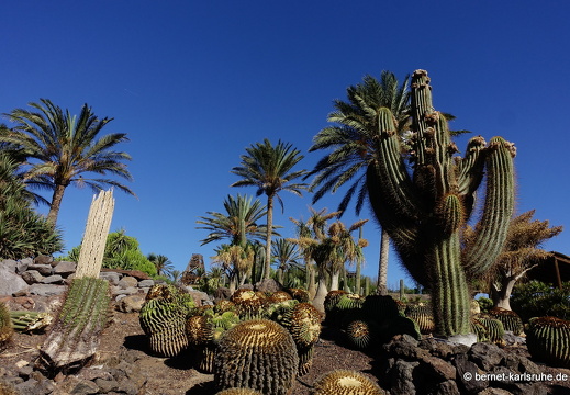 23-11-19-oasis park-kaktusbluete-002