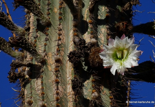 23-11-19-oasis park-kaktusbluete-003