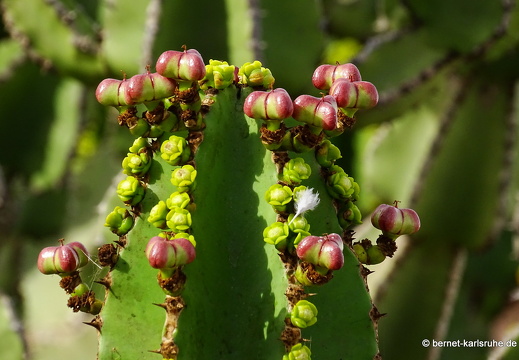 23-11-21-antigua-180