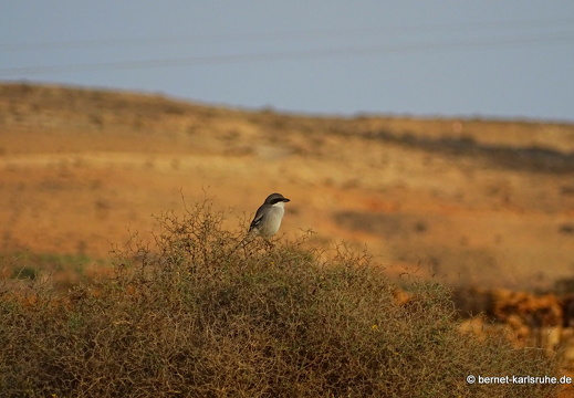 23-11-21-antigua-raubwuerger-002
