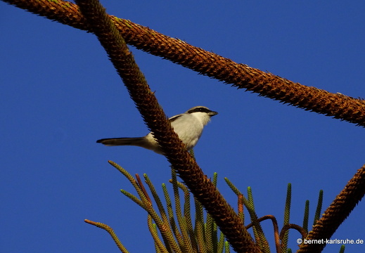 23-11-23-las salinas del carmen-raubwuerger-