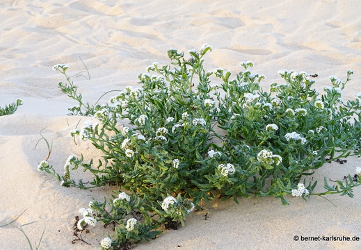 23-11-25-corralejo-duenen-045