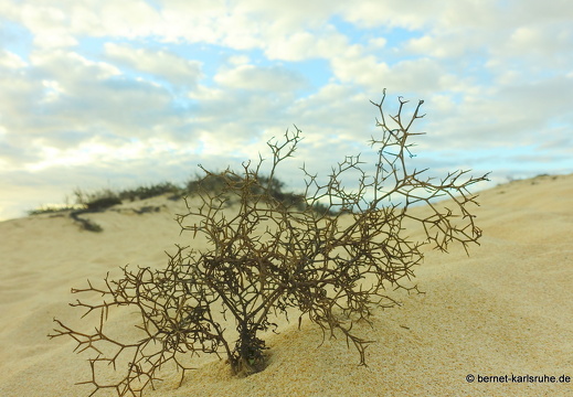 23-11-25-corralejo-duenen-052