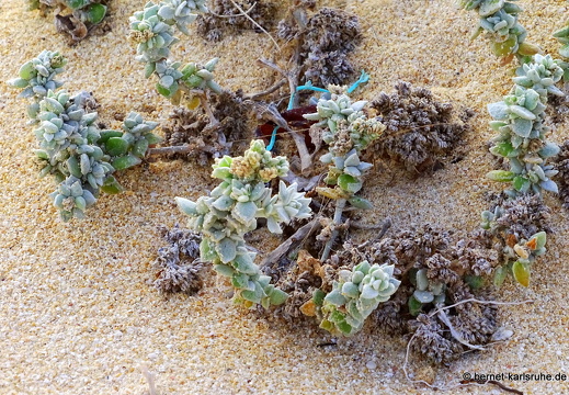 23-11-25-corralejo-duenen-129