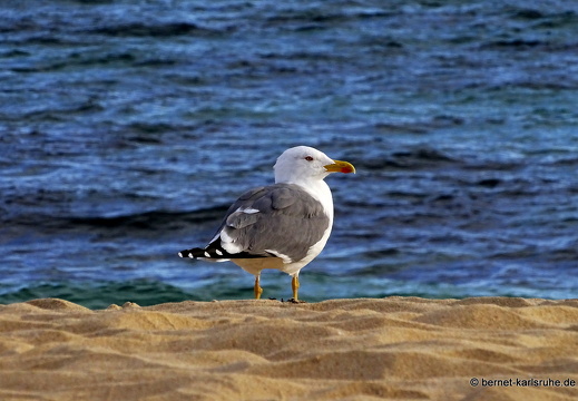 23-11-25-corralejo-duenen-moewe-