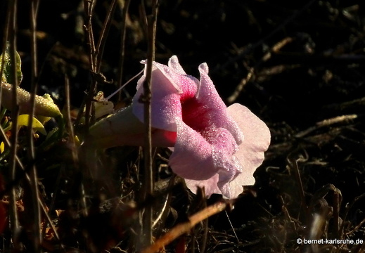 23-11-28-villaverde-laoliva-jasmintrompete-006