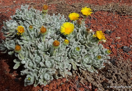 24-02-04-tahiche-lawoerden-vulkan-krater-kanarisches flohkraut-008