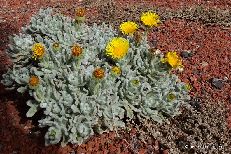 24-02-04-tahiche-lawoerden-vulkan-krater-kanarisches flohkraut-008.jpg