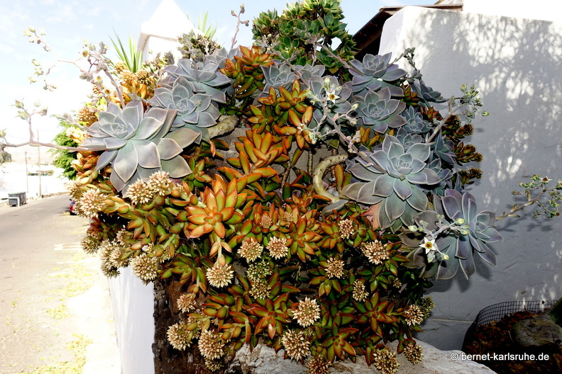 24-02-05-tahiche-la maria-032.jpg