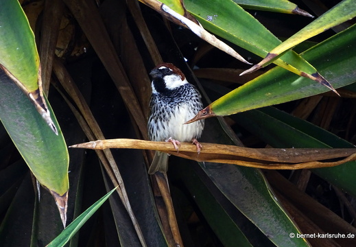 24-02-15-tahiche-weidensperling-