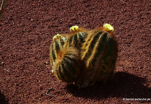 24-02-19-tahiche-001