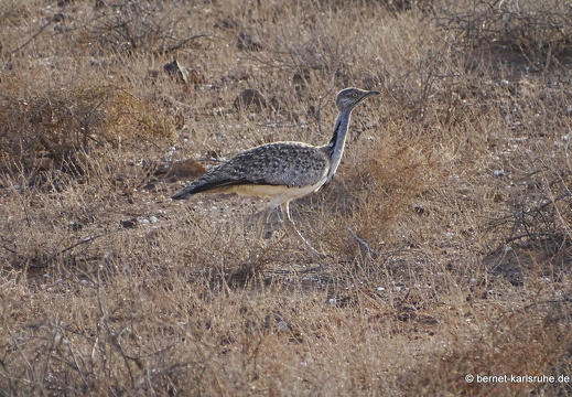 24-02-19-tahiche-003