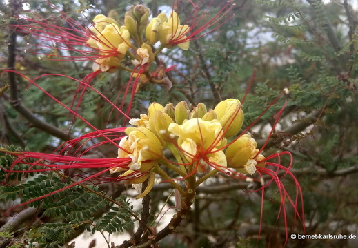 24-02-25-tahiche-paradiesvogelbusch-006