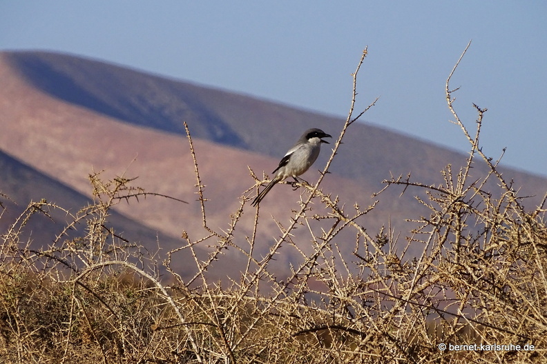 24-03-07-tahiche-las cabreras-raubwuerger-vogel-004.jpg