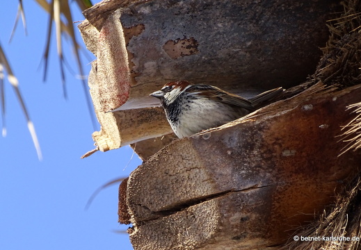 24-02-02-teguise-weidensperling-001