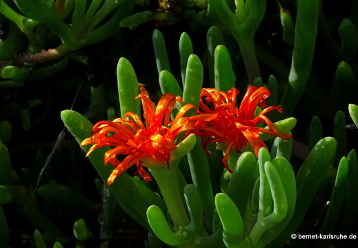 24-02-10-arrecife-033