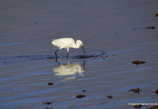 24-02-10-arrecife-reiher-005