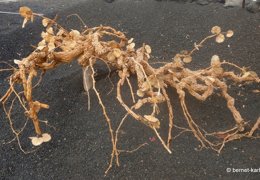 24-02-23-arrecife-zigarettenkippen-kunst-002