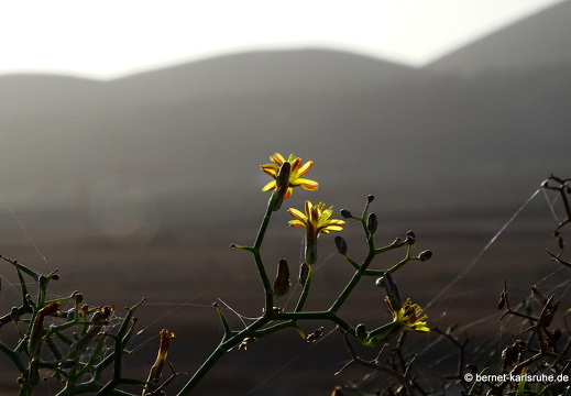 24-02-14-guatiza-077