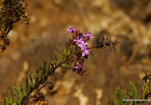 24-02-14-guatiza-campylanthus-wegerichgewaechs-002