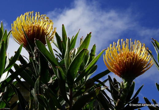 25-02-11-barlovento-proteas-071