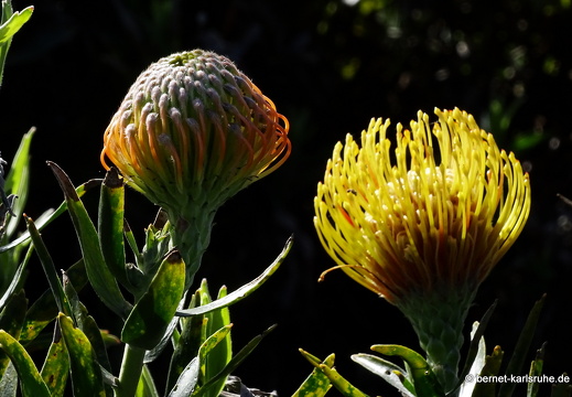 25-02-11-barlovento-proteas-087