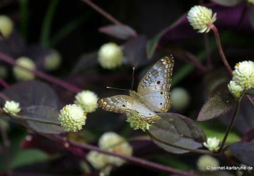 20-01-20-smithys garden-071