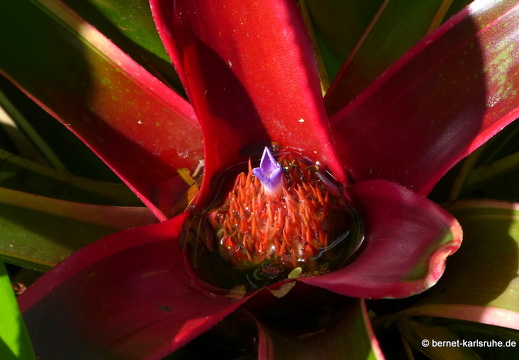 20-01-20-smithys garden-063