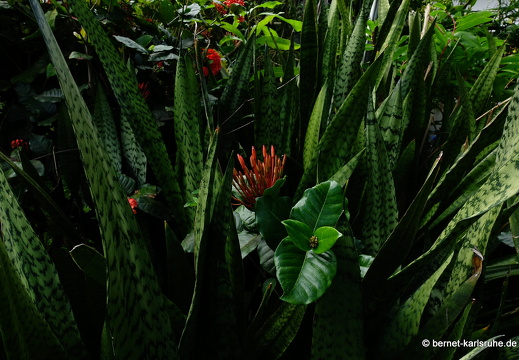 20-01-20-smithys garden-039