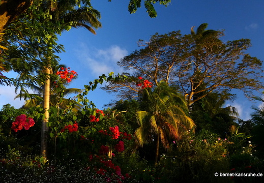 20-01-19-smithys garden-040