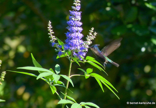20-01-19-smithys garden-kolibri-002