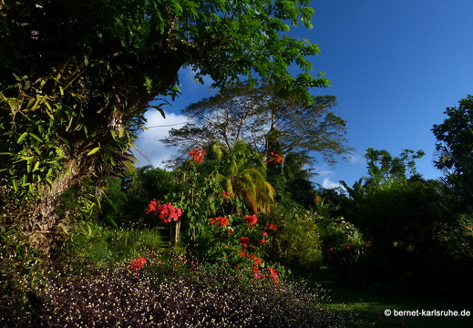 20-01-17-smithys garden-010