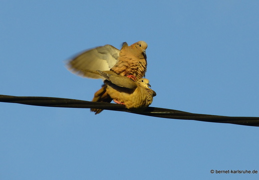 20-01-13-smithys garden-taubenpaerchen-006