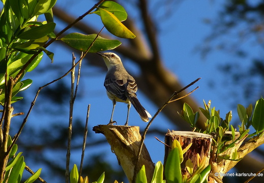 20-01-13-smithys garden-spottdrossel-