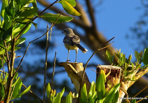 20-01-13-smithys garden-155