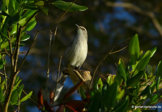 20-01-13-smithys garden-spottdrossel-002