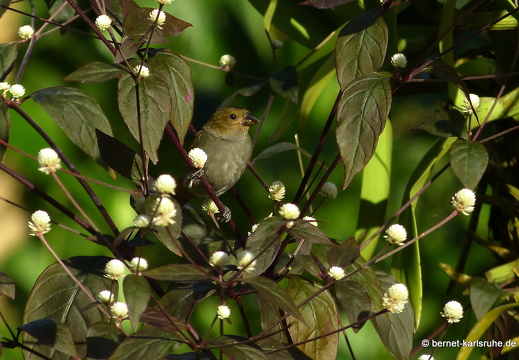 20-01-12-smithys garden-unbekannt-006