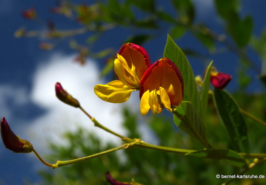 20-01-12-smithys garden-umgebung-erbsen-