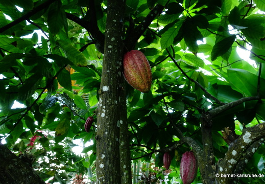 20-01-11-smithys garden-kakao-001