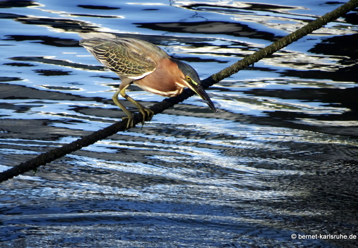 20-02-08-saint georges-lagune-017
