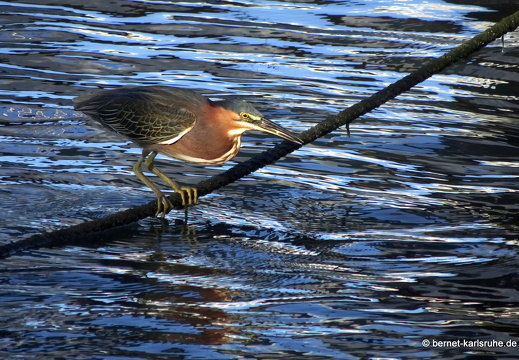20-02-08-saint georges-lagune-019