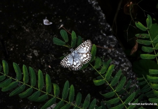 20-01-31-petite anse-motte-004