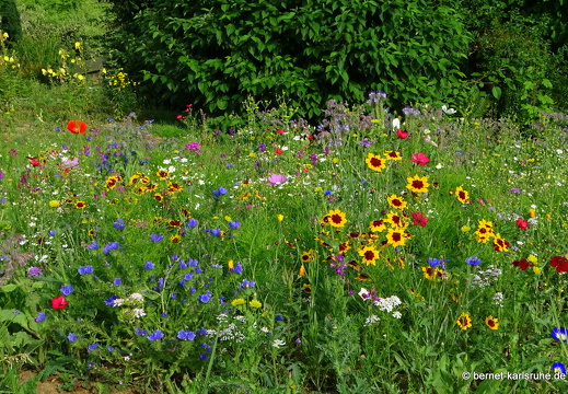 23-07-06-lindenhoehe-bauerngarten-sommerwiese-003