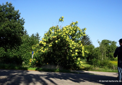 23-08-10-am grossendeich-goetterbaum-006