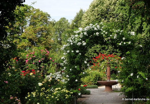 23-08-19-rosengarten-002