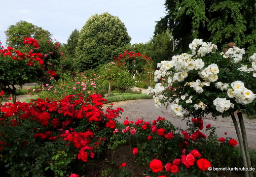 23-08-19-rosengarten-006