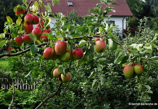 23-08-23-fessenbach-imschwarzwaeldele-paradies-001