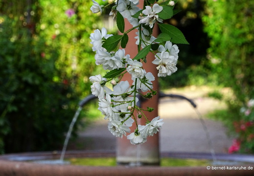 23-09-03-rosengarten-009